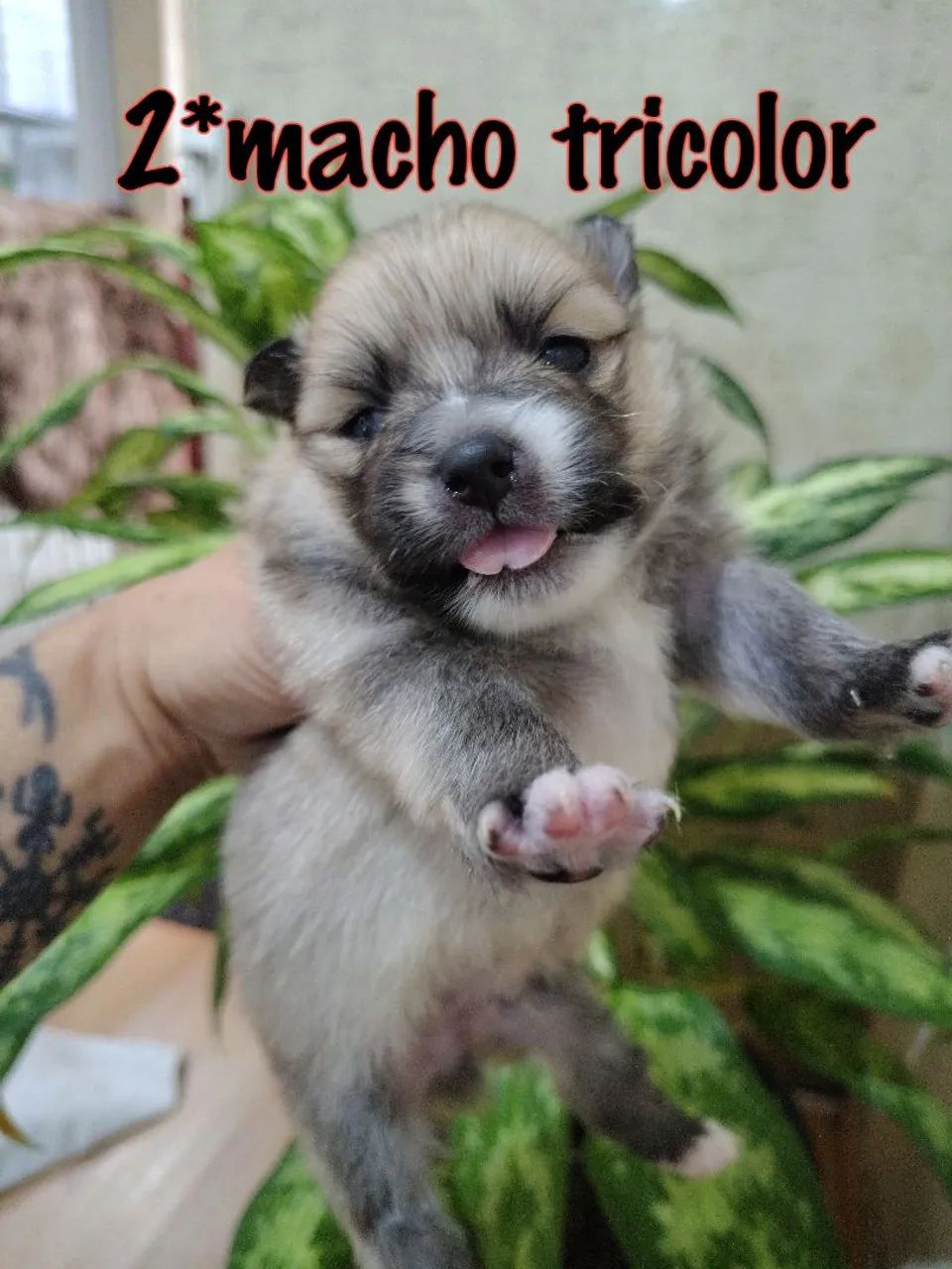 Spitz anão macho  - Foto 2