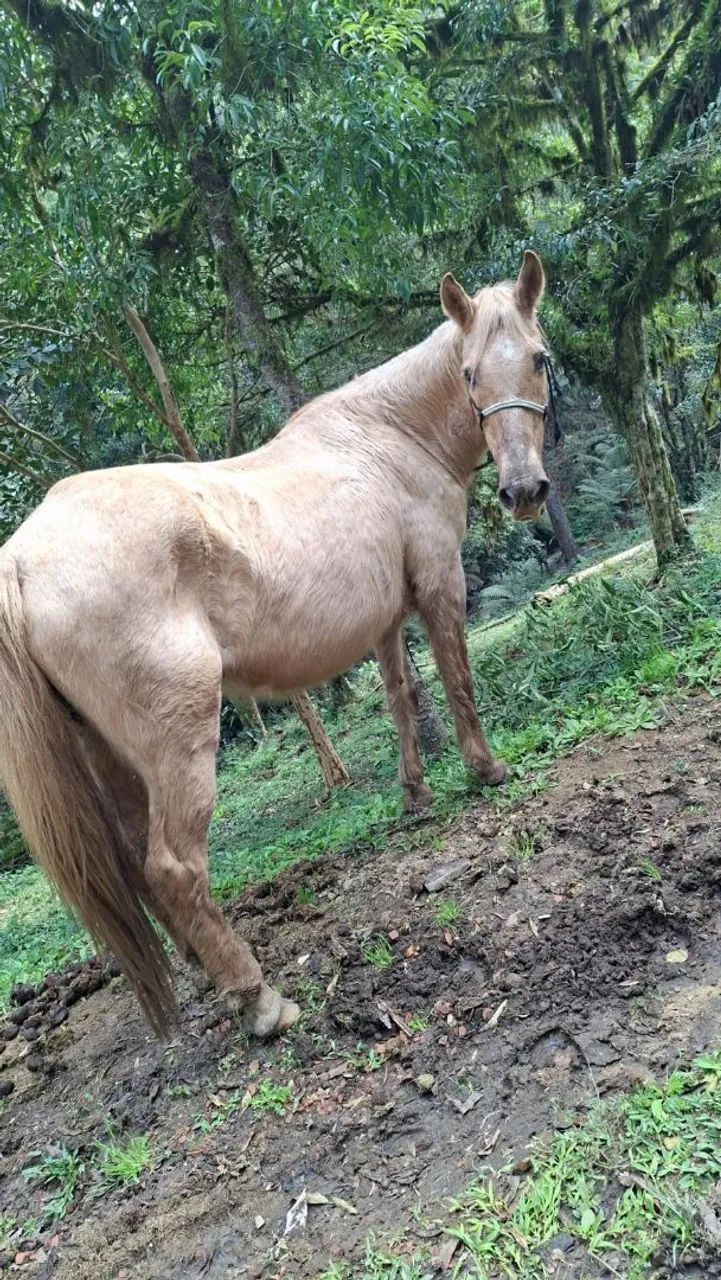 Egua mansa  - Foto 3