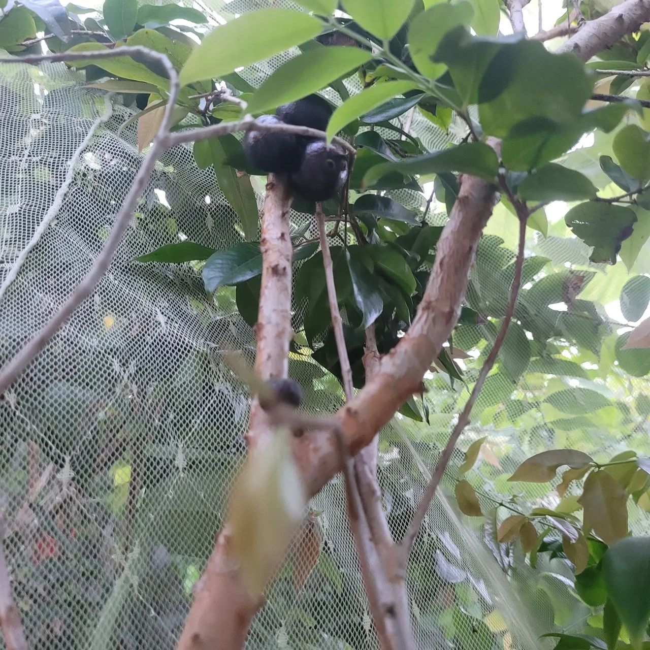 Pe de Jabuticaba  - Foto 4