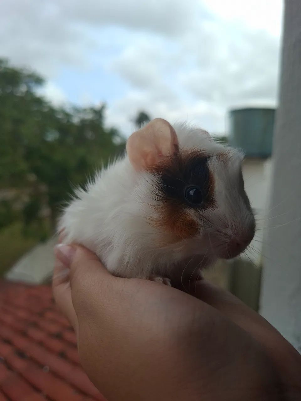 Porquinho da Índia  - Foto 5