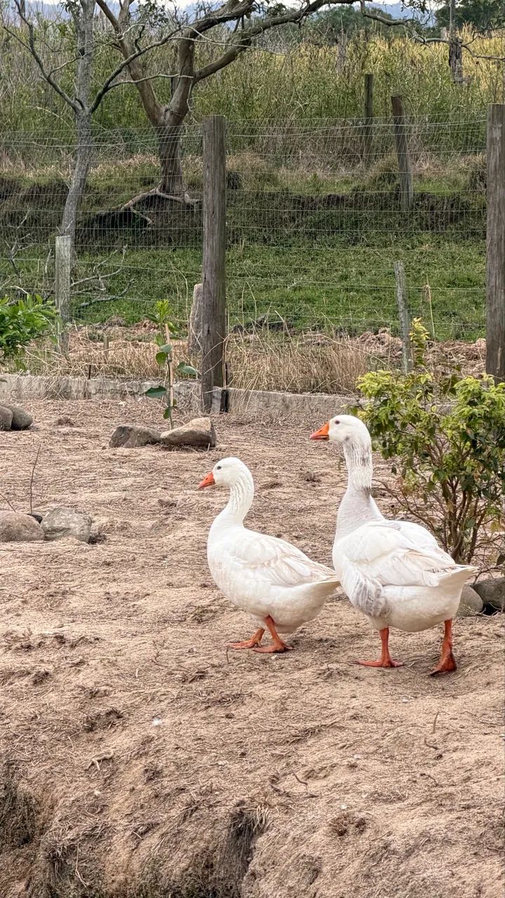 Casal de Gansos  - Foto 2