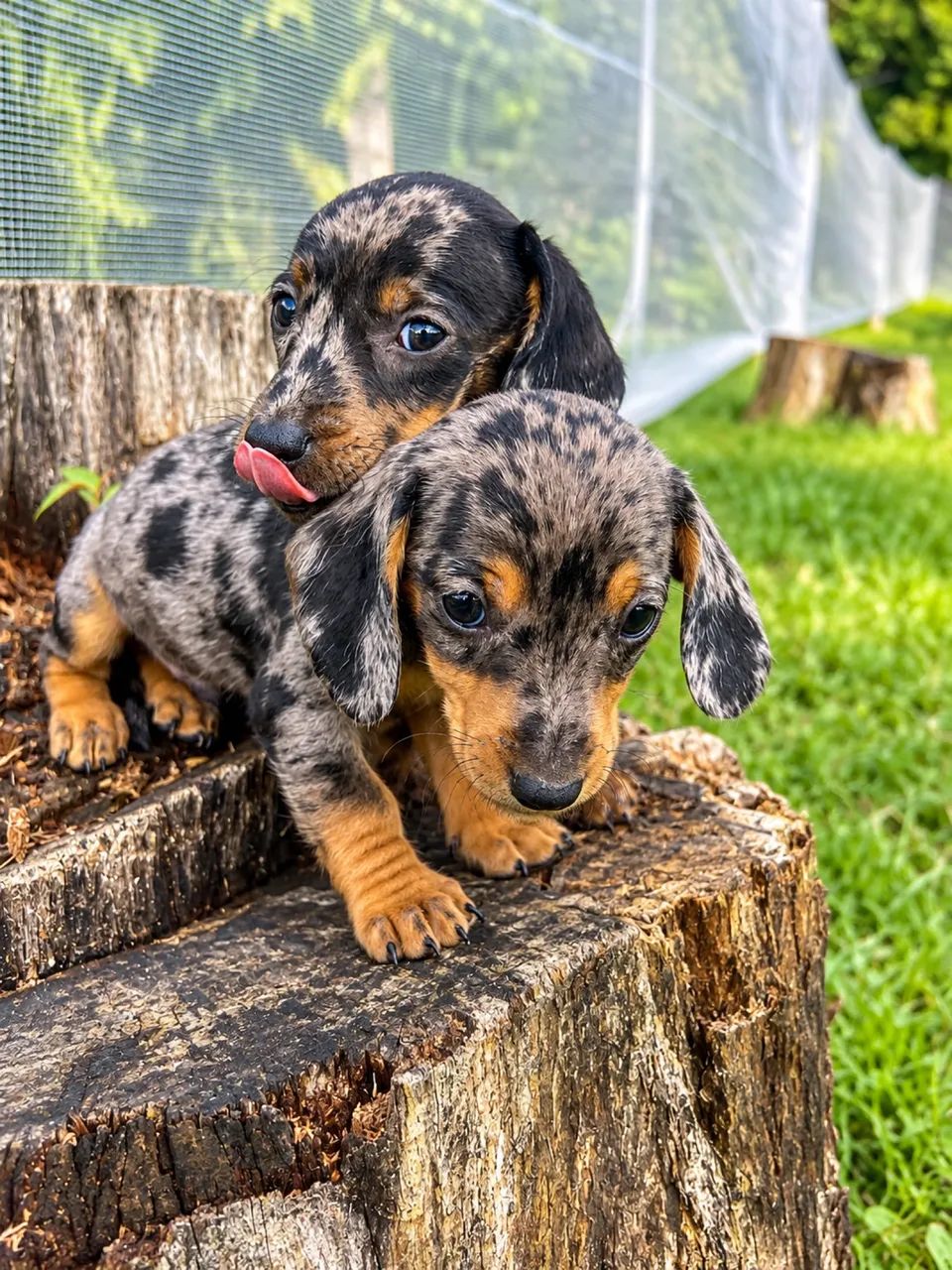Macho de dachshund  - Foto 2