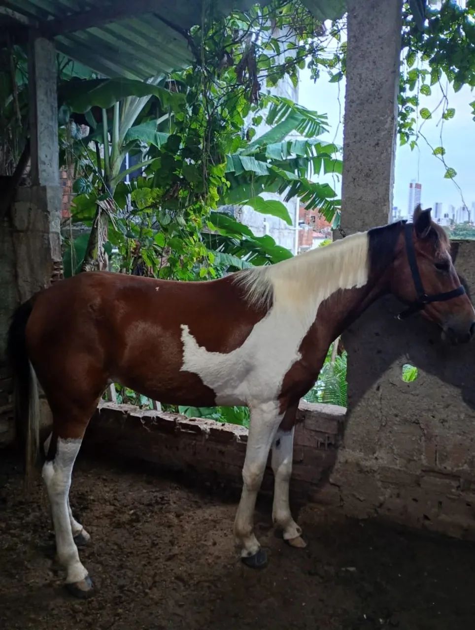 Cavalo 
