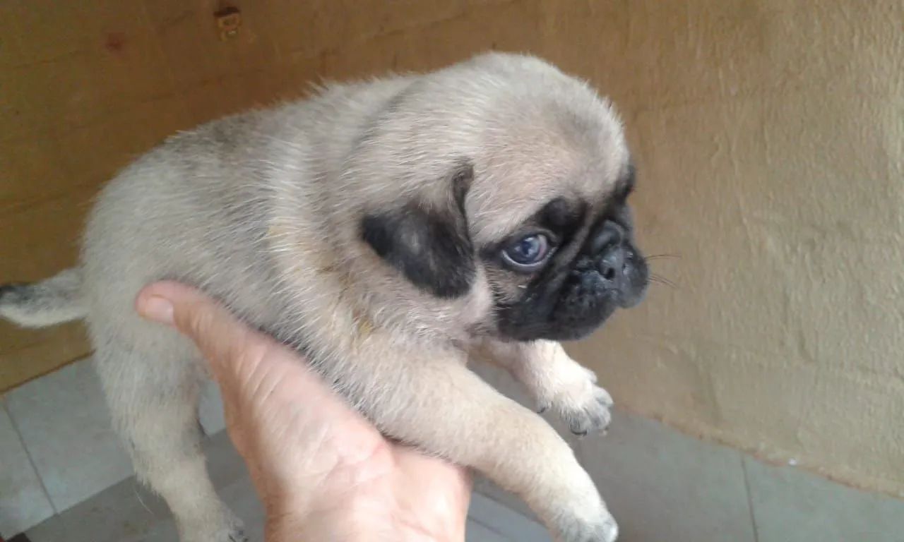 Pug - Foto 2