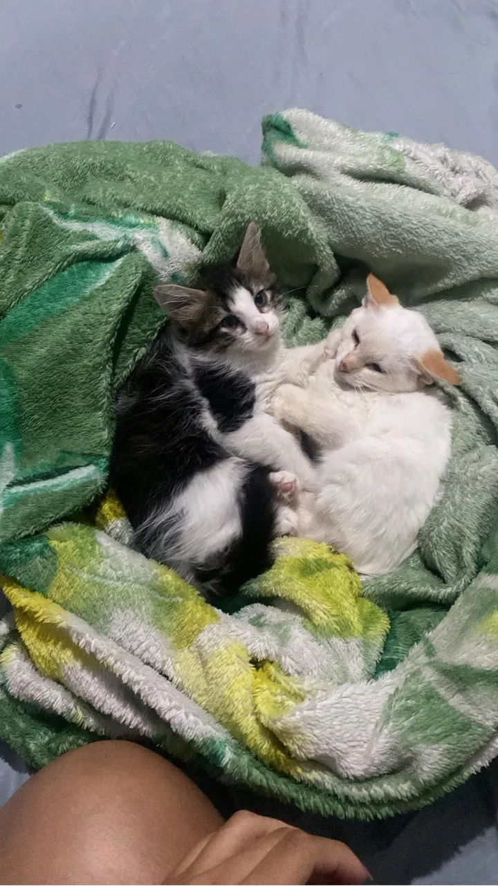 Doação de gatinhos  - Foto 3