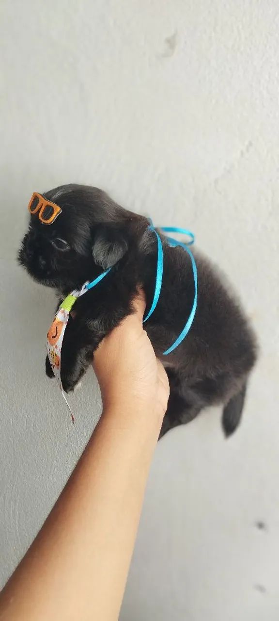 Shitzu pretinho 