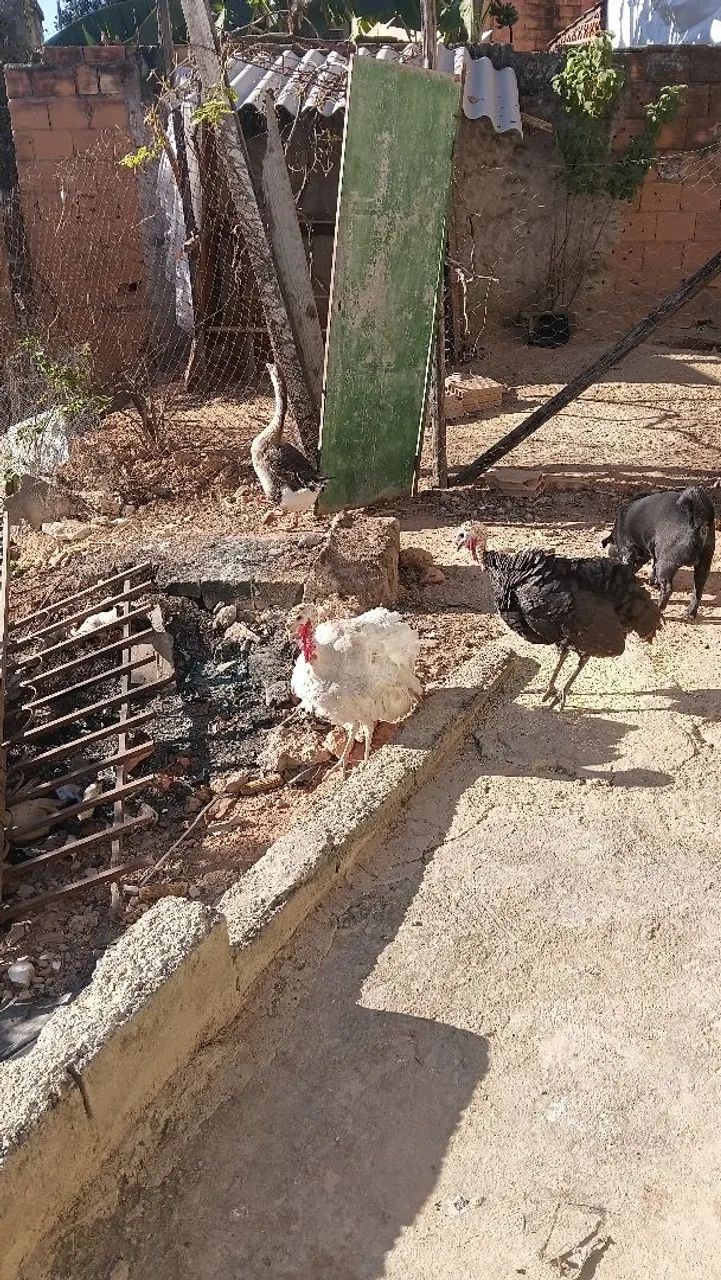 Ganso sinaleiro  - Foto 3