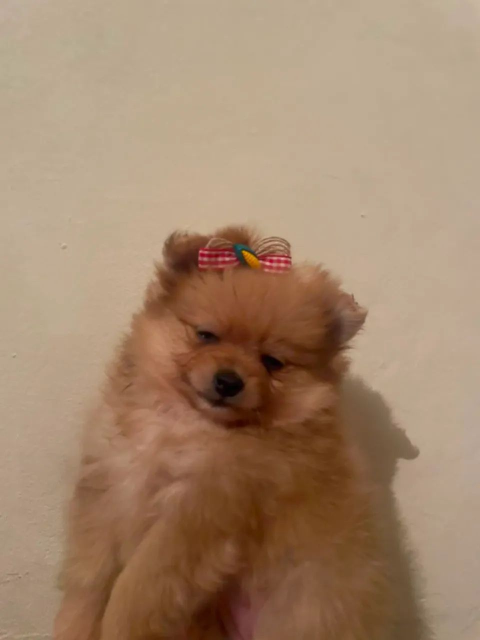 Vende-se femea de lulu da pomeranea - Foto 4