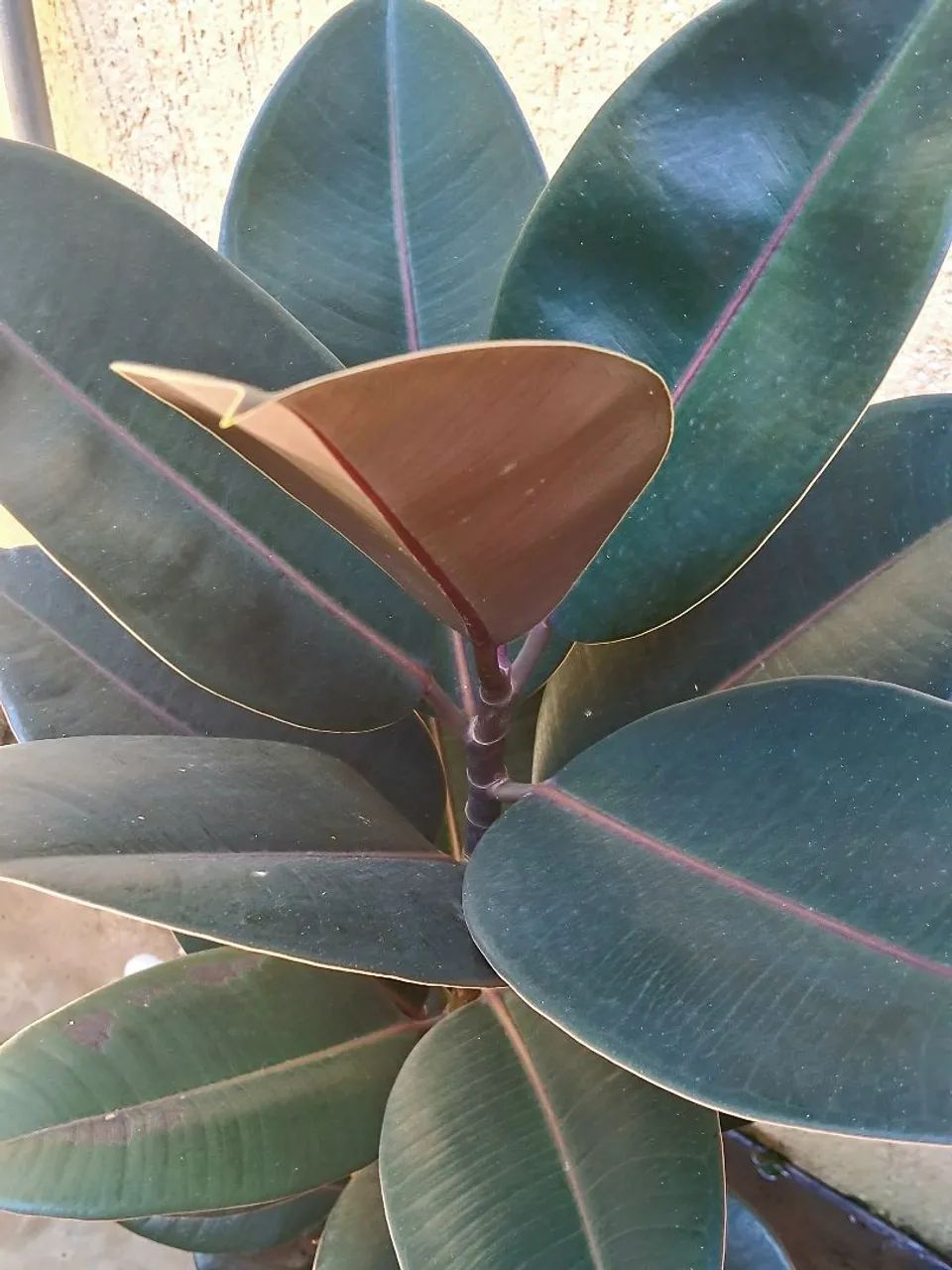 Ficus Elástica Burgandy  - Foto 2
