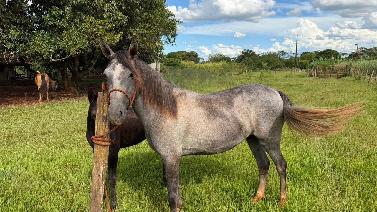 Vendo égua com a potra ! É mansa, mas ainda está com meia doma !  - Foto 3