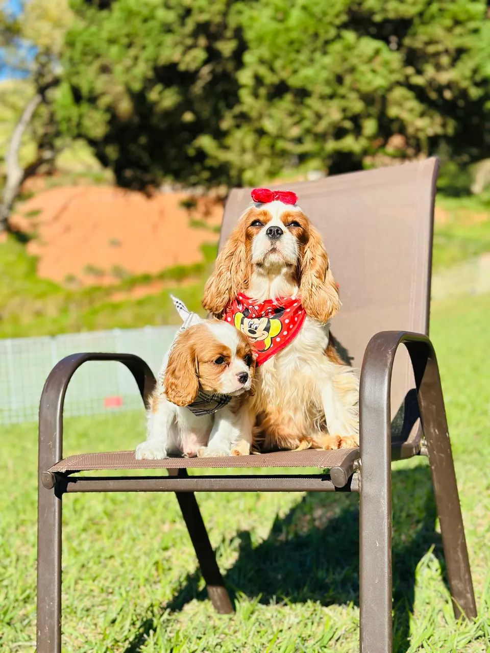 Cavalier king charles - Foto 2