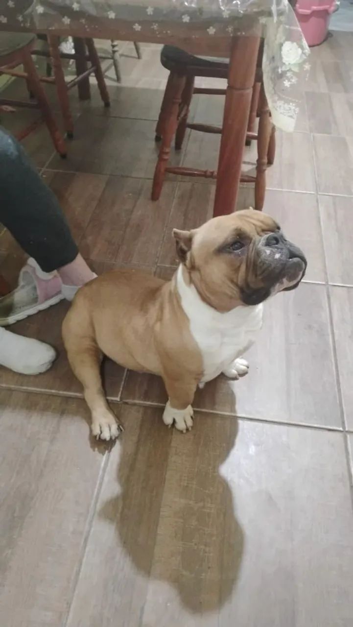 American bully  - Foto 2