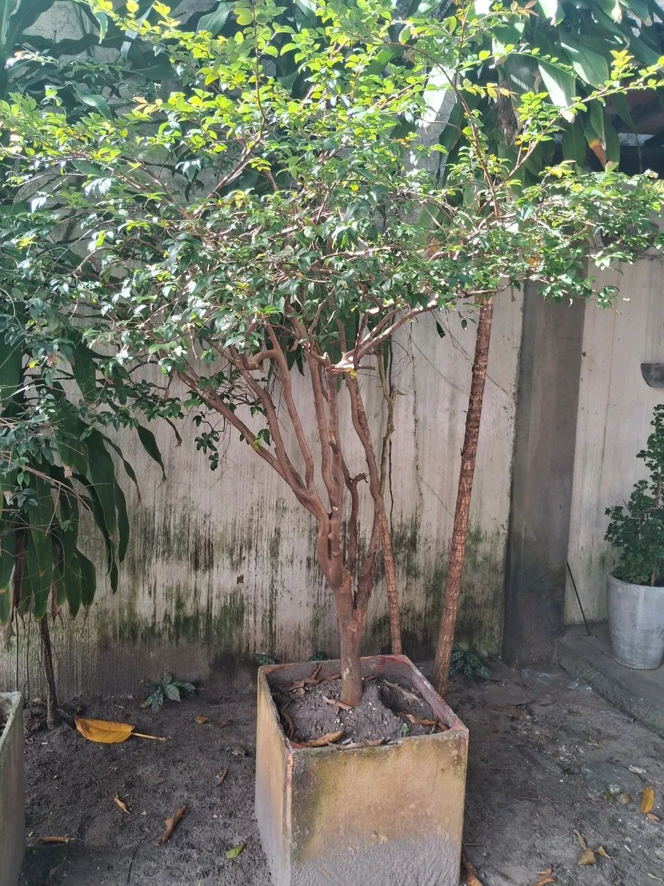 Jabuticabeira 