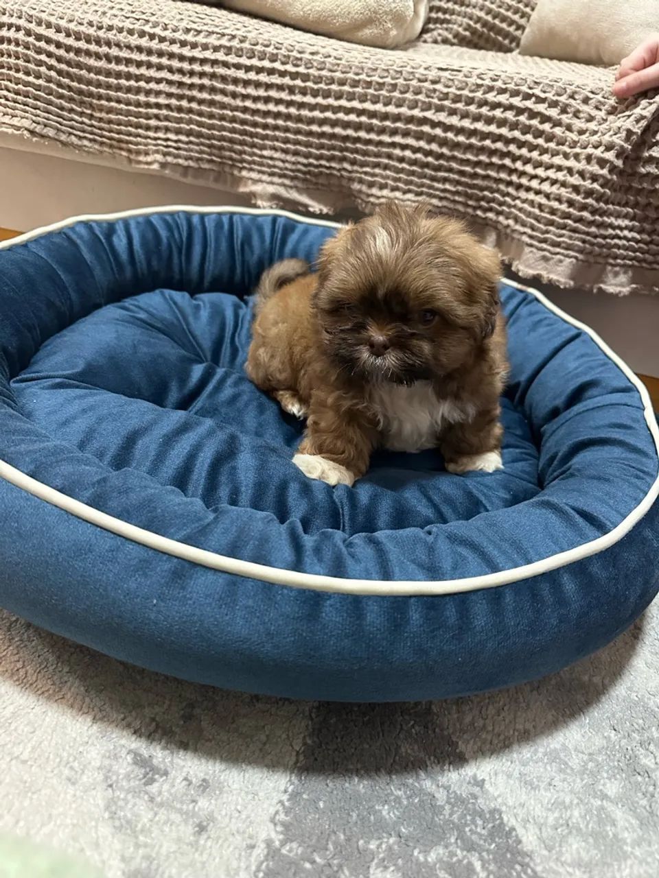 Cachorro Shih Tzu