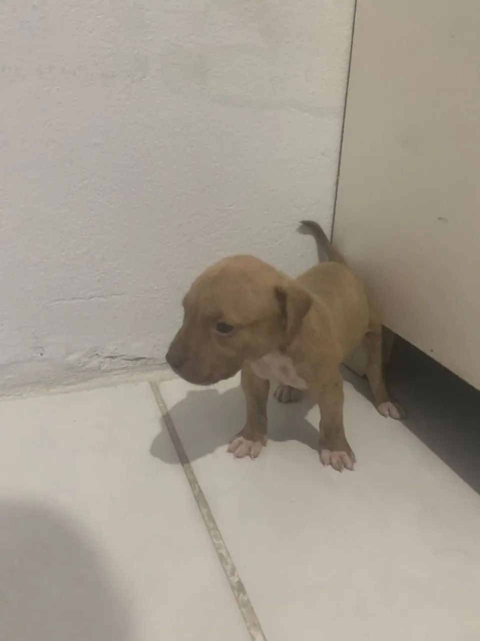 Filhote de pitbull