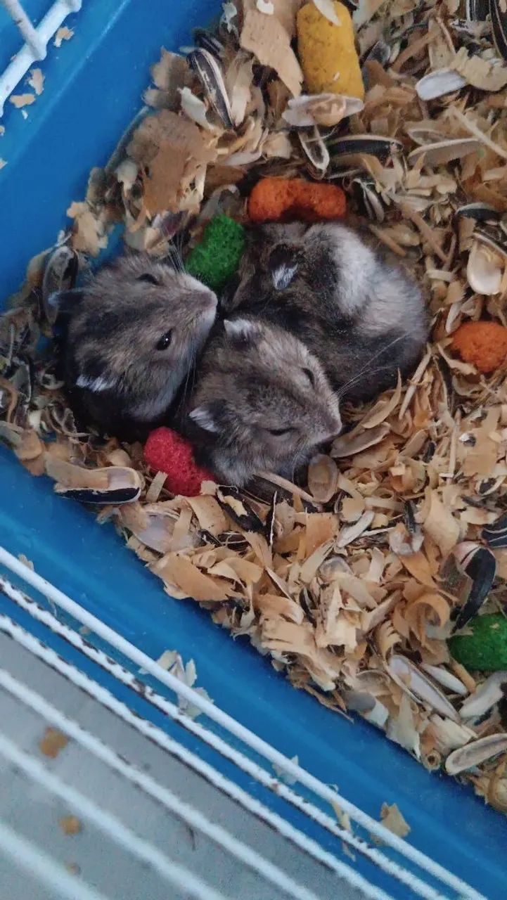 Hamster ? Anão Russo. - Foto 2