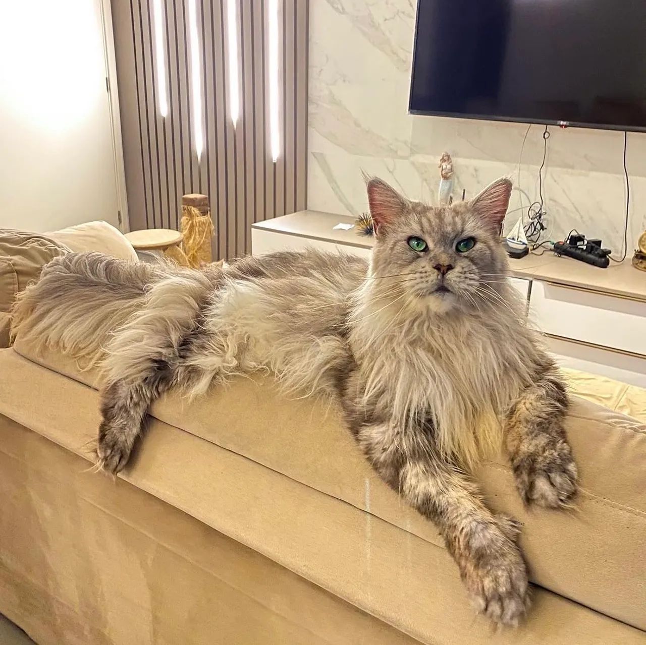 Maine coon russo  - Foto 3