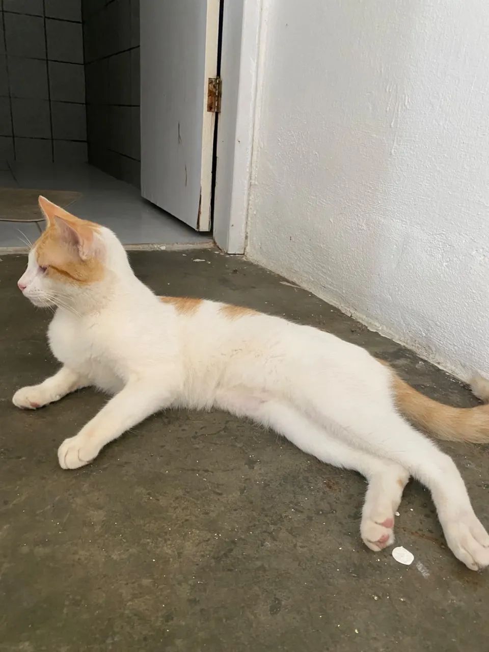 Adoção Gato - Foto 3