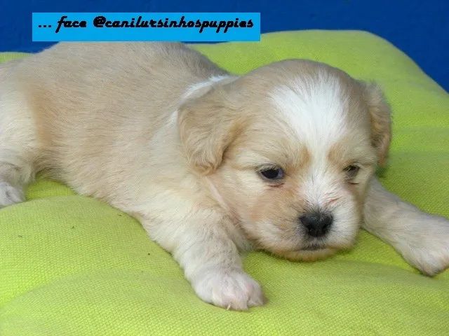 lhasa apso perfeitos bebes pronta entrega confira  - Foto 2