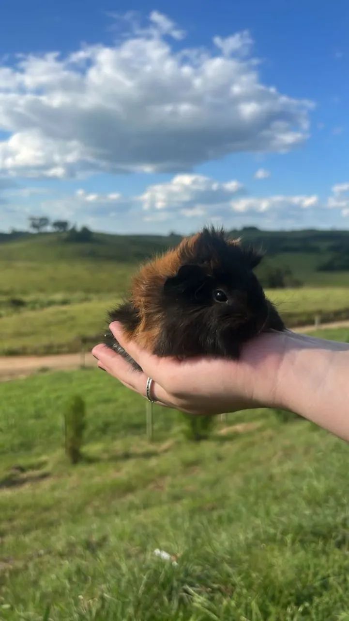 Porquinhos da índia peruano  - Foto 3