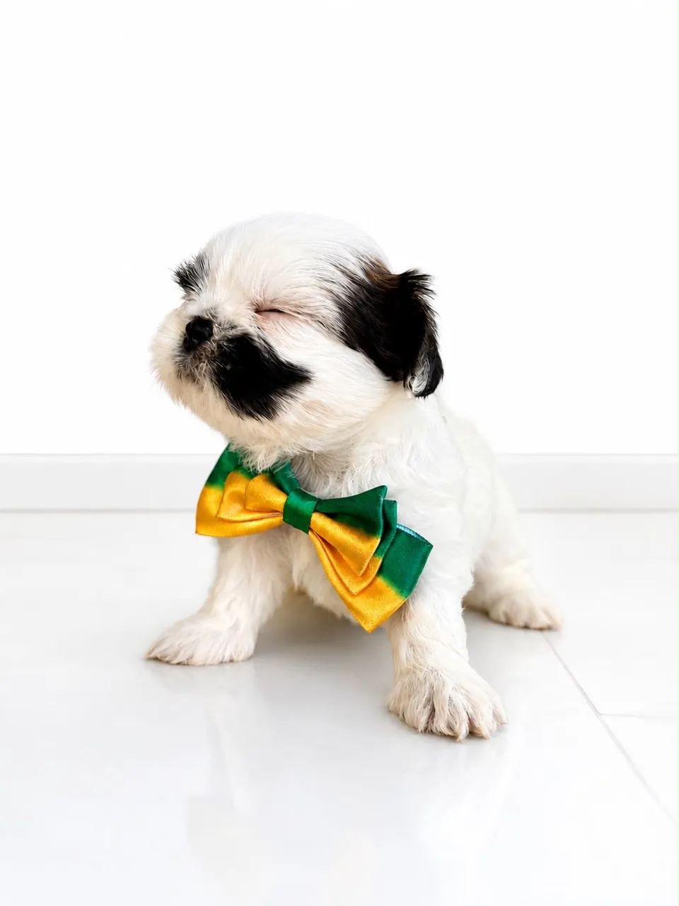 Shihtzu - Foto 2