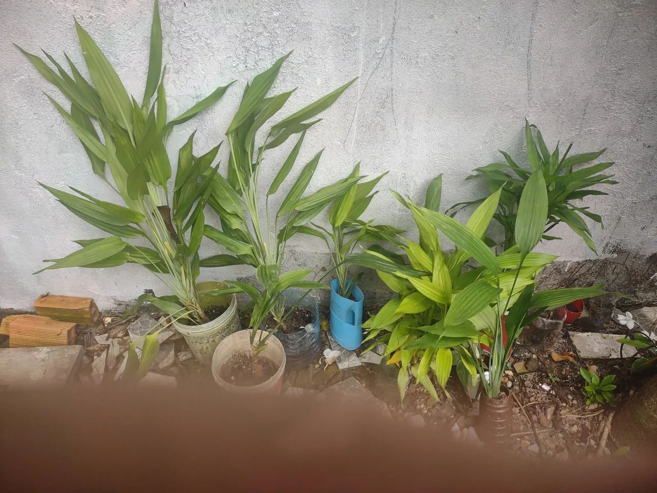 Planta para decorações  - Foto 4