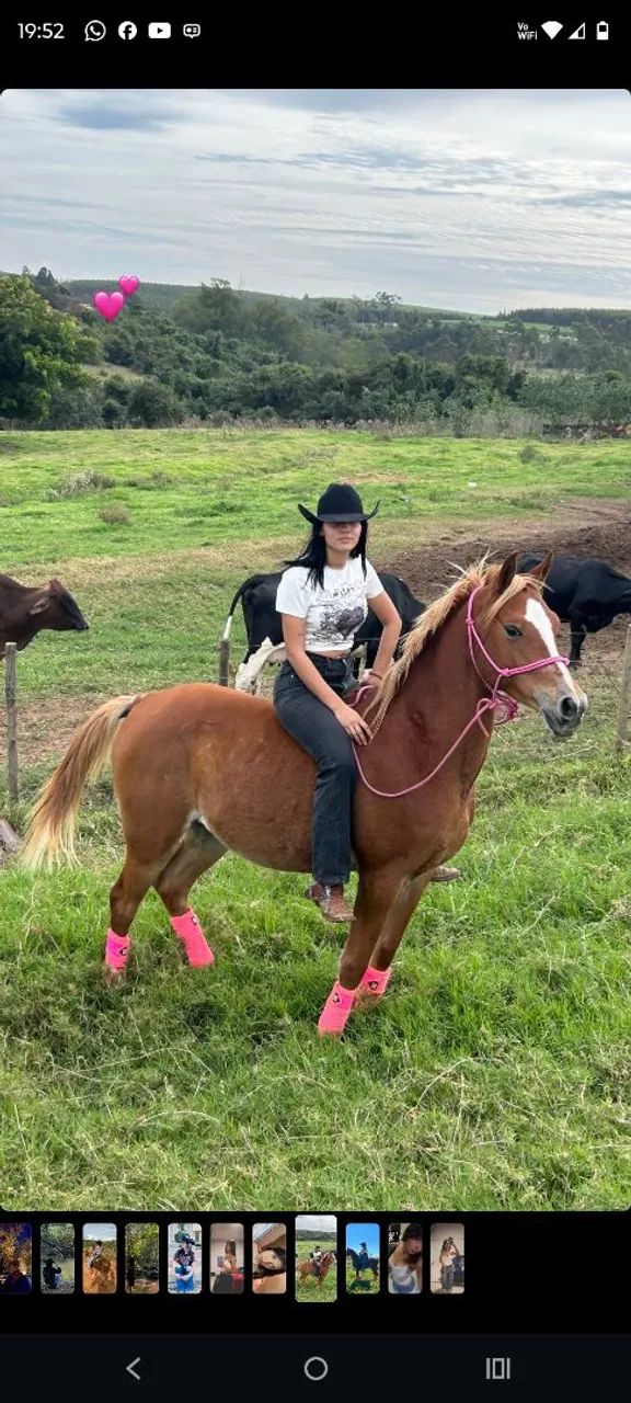 cavalo arabe 