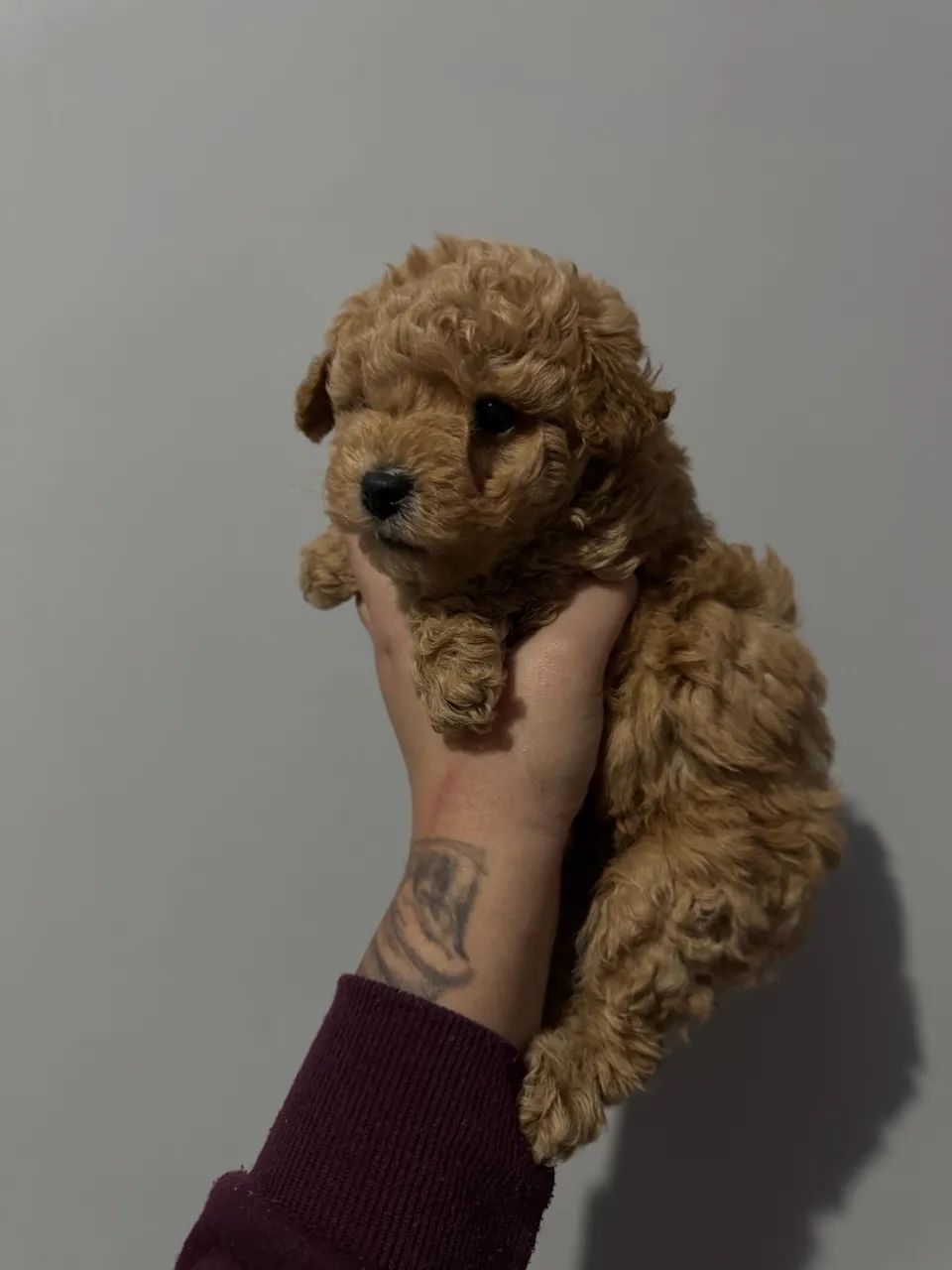 Poodle Toy - Vendas - Macho e Fêmea 