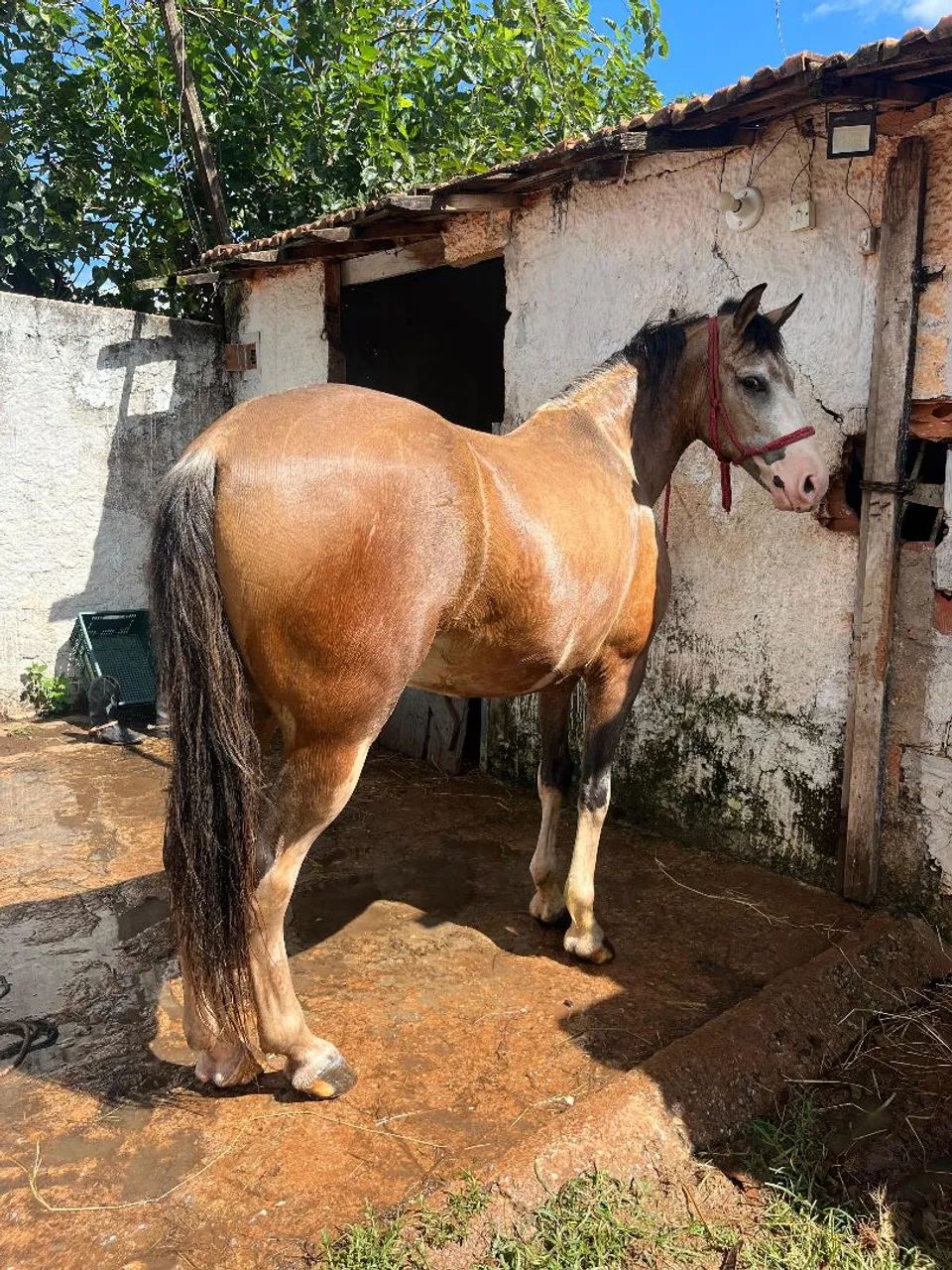 Cavalo baio pra vender ou gambirar em outro  - Foto 2