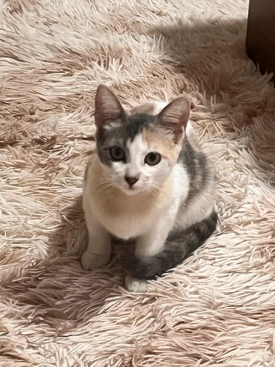 Gatinha