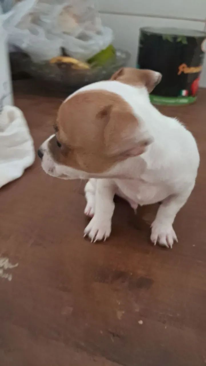 Vender pinscher - Foto 2
