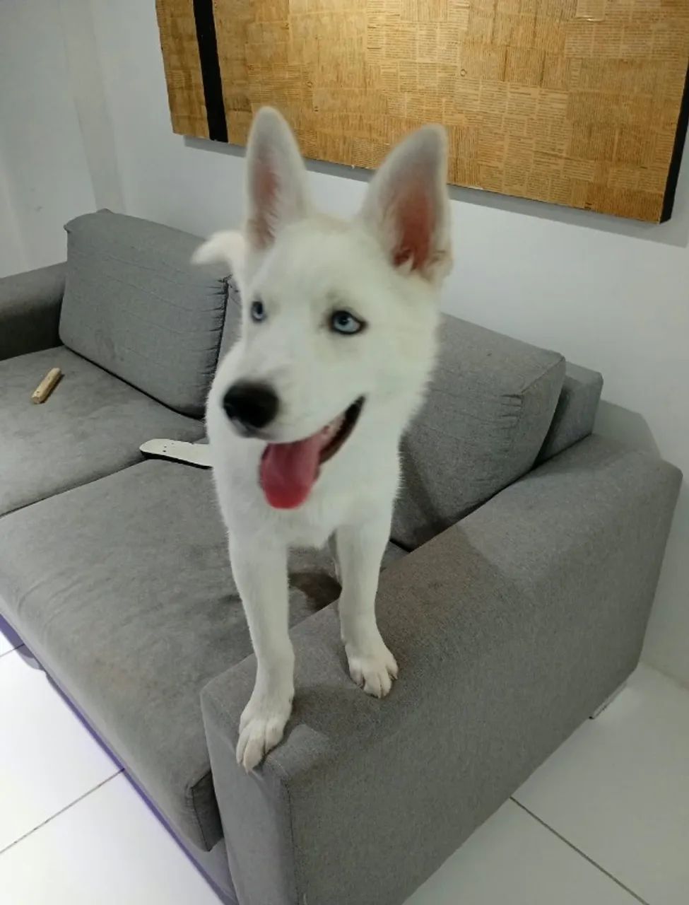 Husky 4 meses - Foto 4