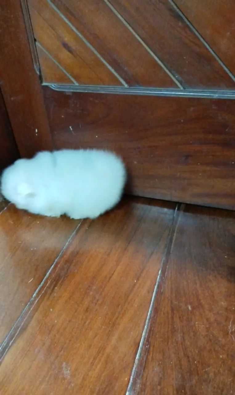 Femêa de Spitz alem ão  - Foto 2