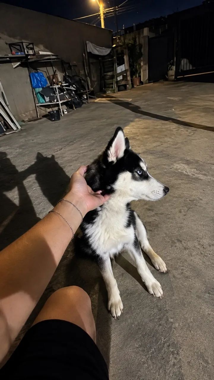 Husky Siberiano  - Foto 2