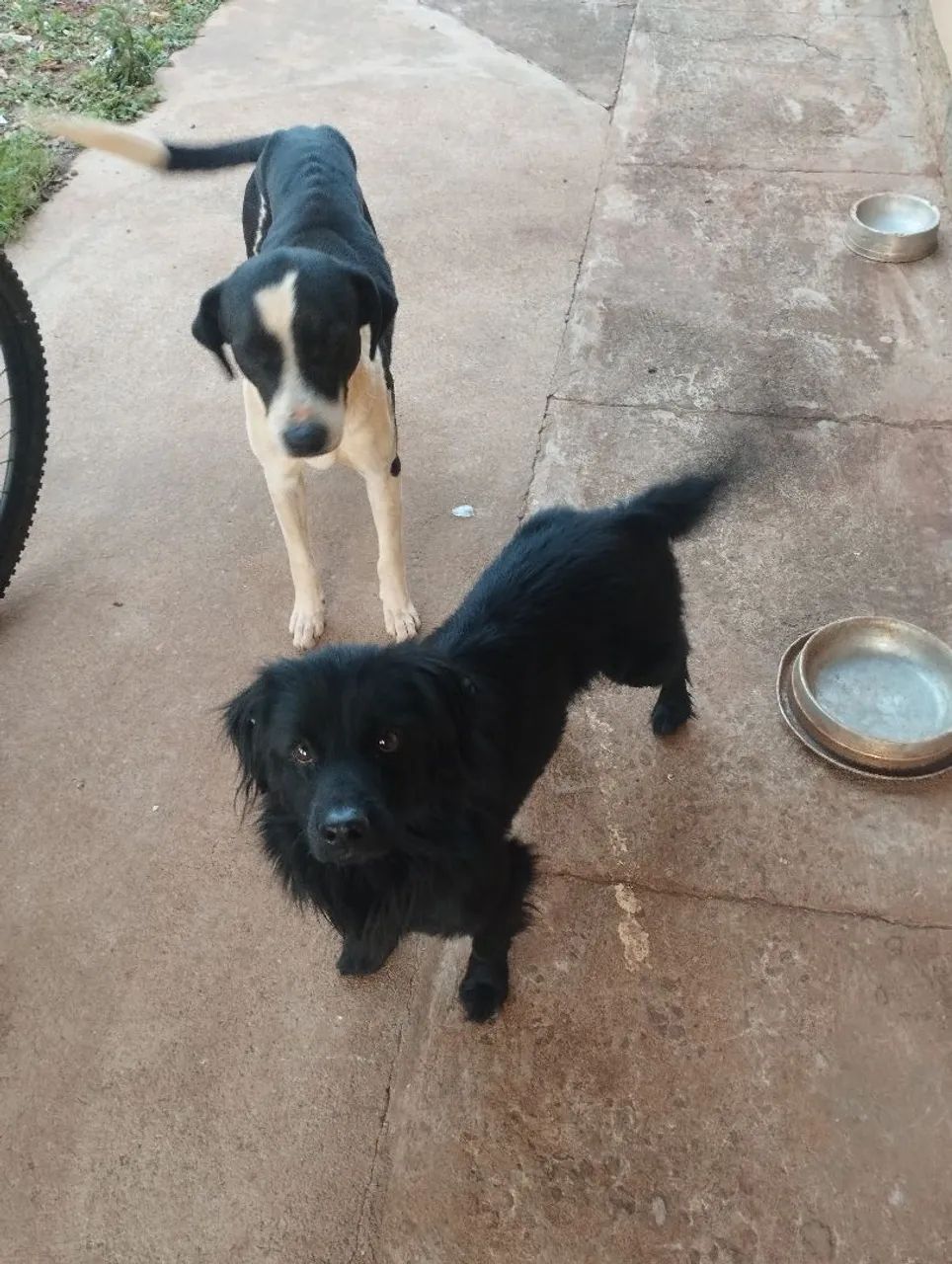 Cachorro  - Foto 5