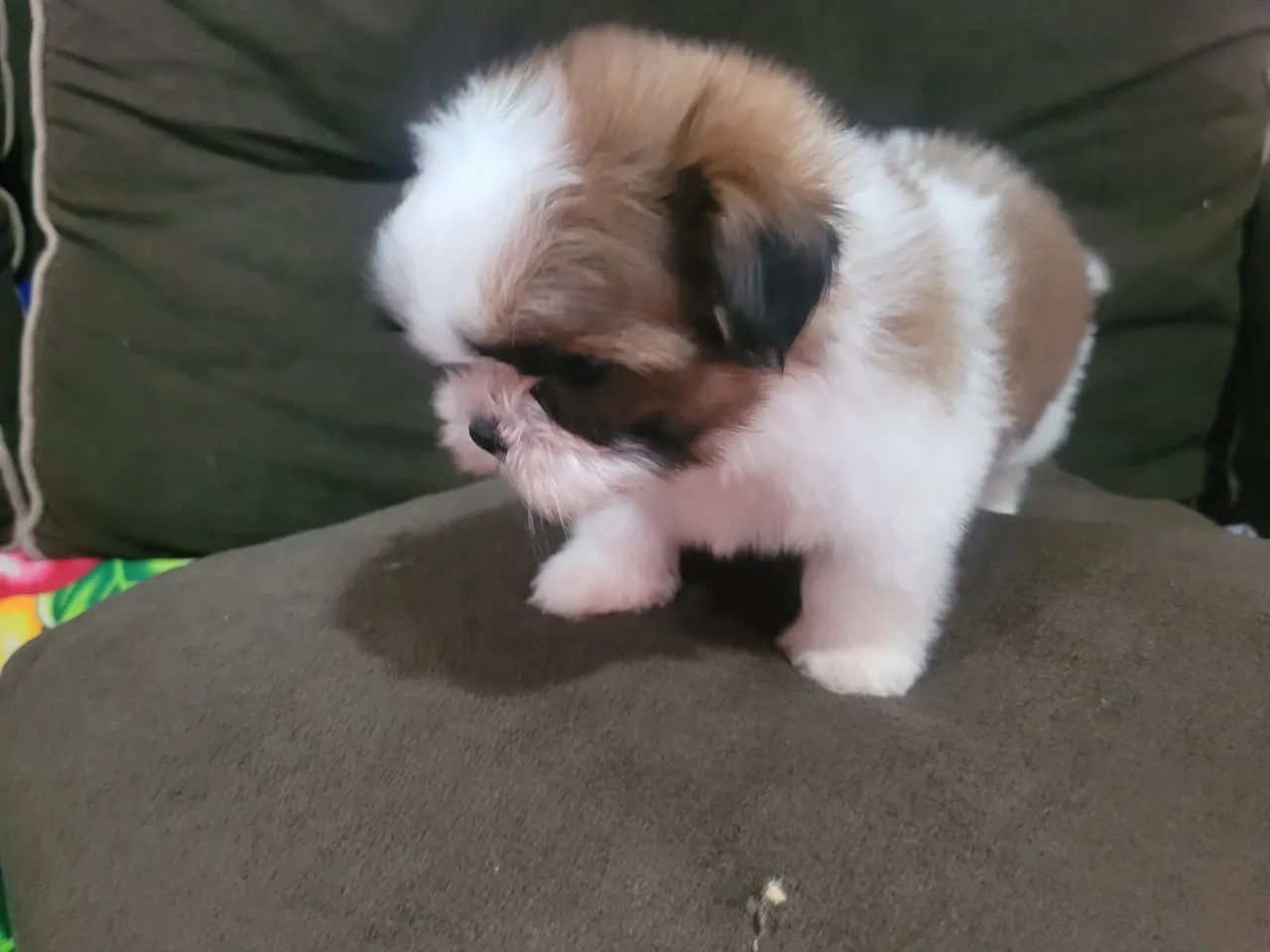 Shihtzu Filhote macho - Foto 5