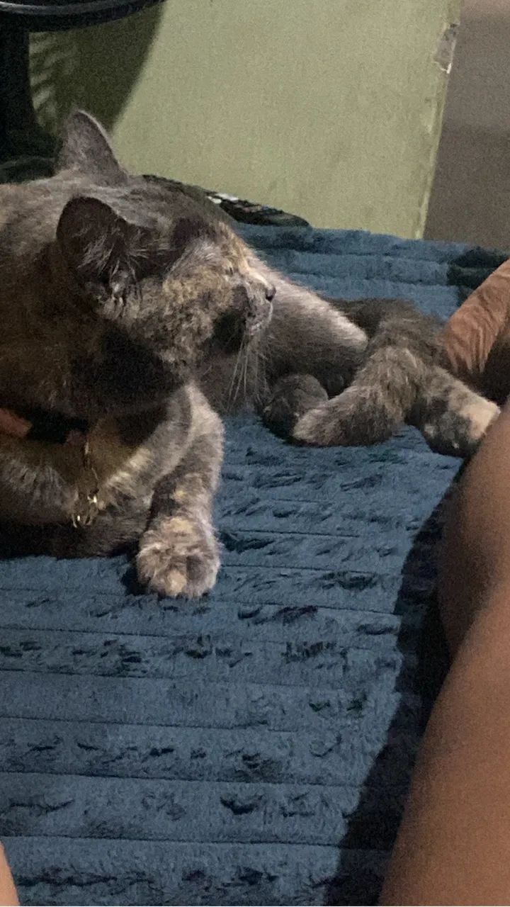 Gata castrada para adoção  - Foto 5
