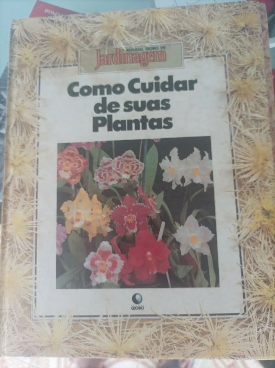 Como cuidar de suas plantas 