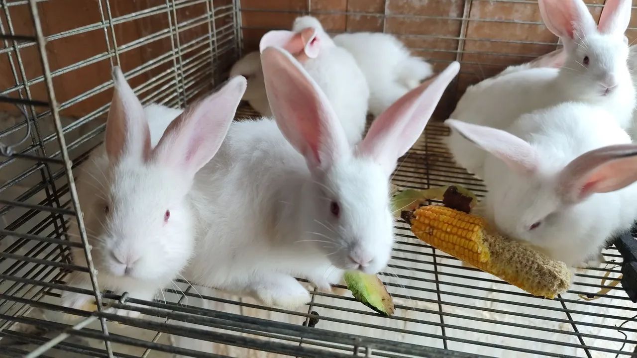 Coelhos gigante de Flandres  - Foto 4