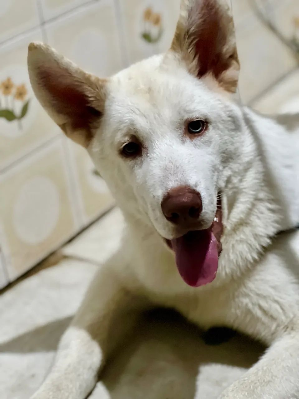 DOAÇÃO FILHOTE HUSKY SIBERIANO  - Foto 4