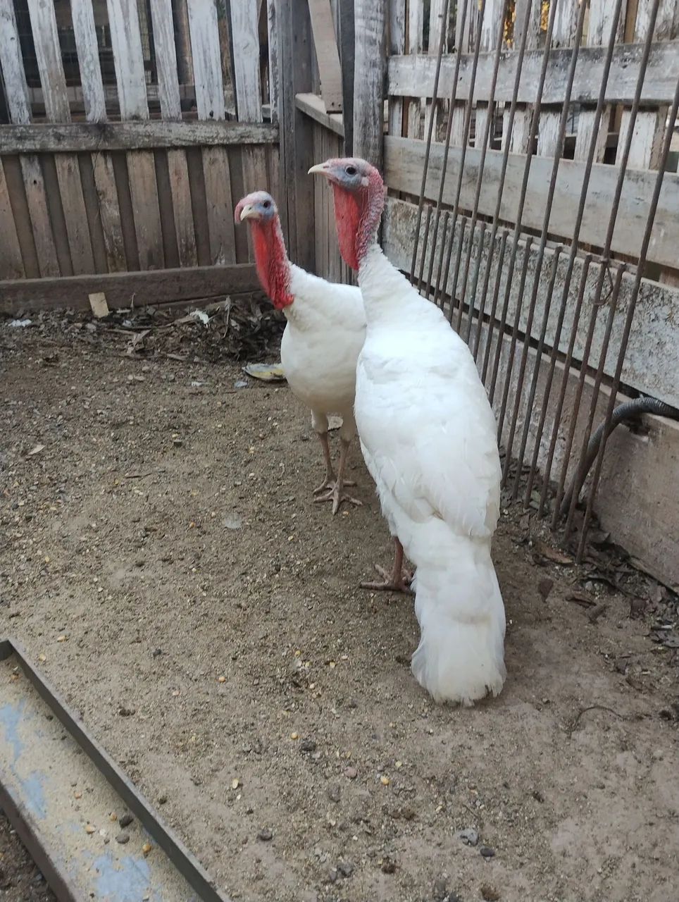 Frango de Perus albino macho. - Foto 3