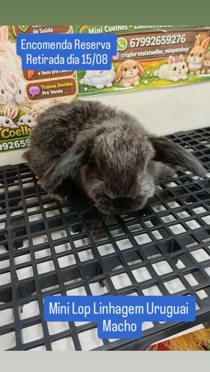 Mini Coelho Variadas Raças e Valores  - Foto 3