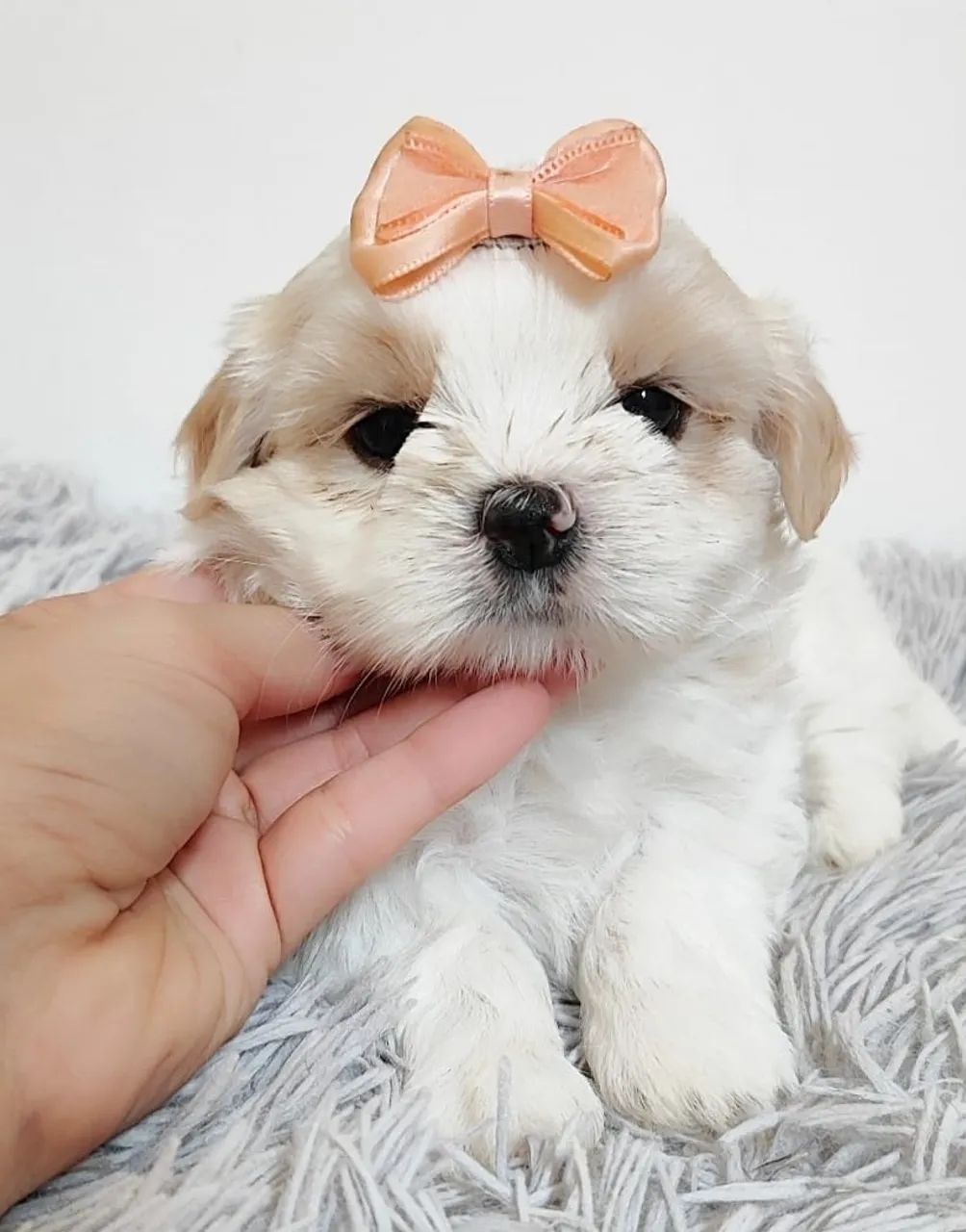 Shih tzu mini lindos  - Foto 5