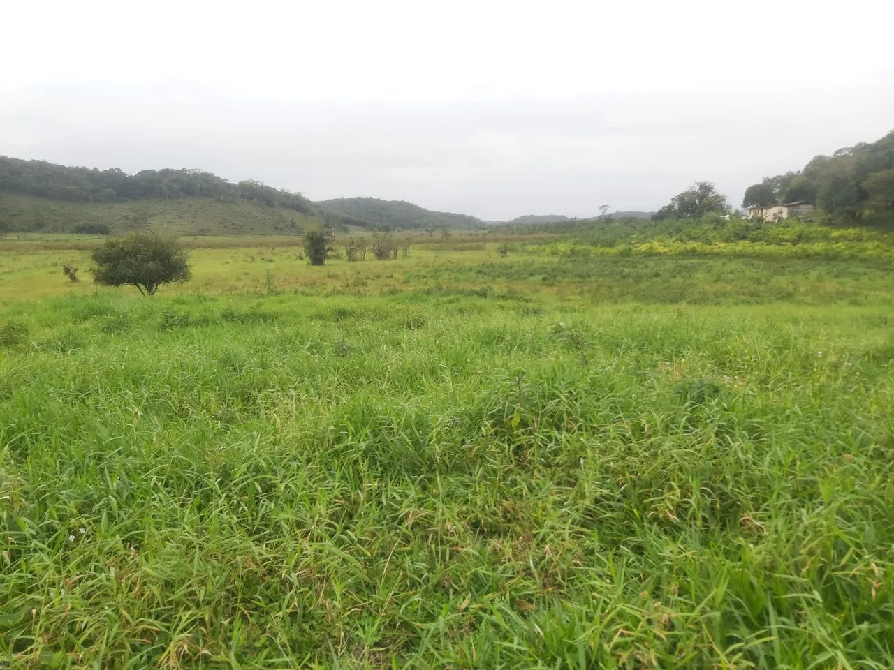 fazenda com 50 hectares  - Foto 3