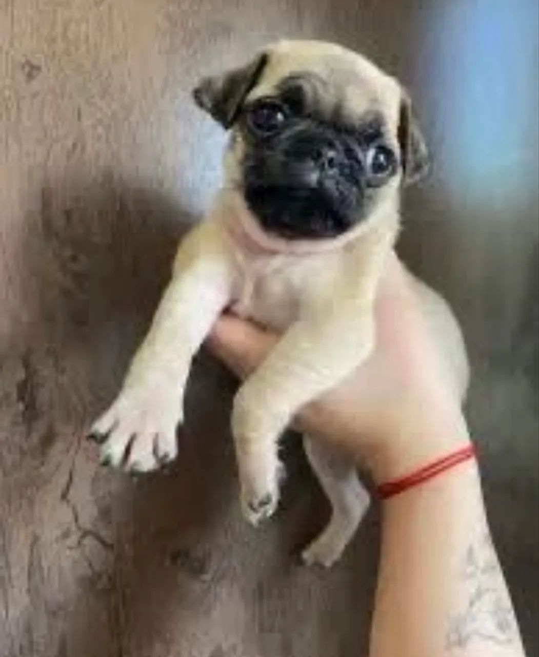 Pug  - Foto 4