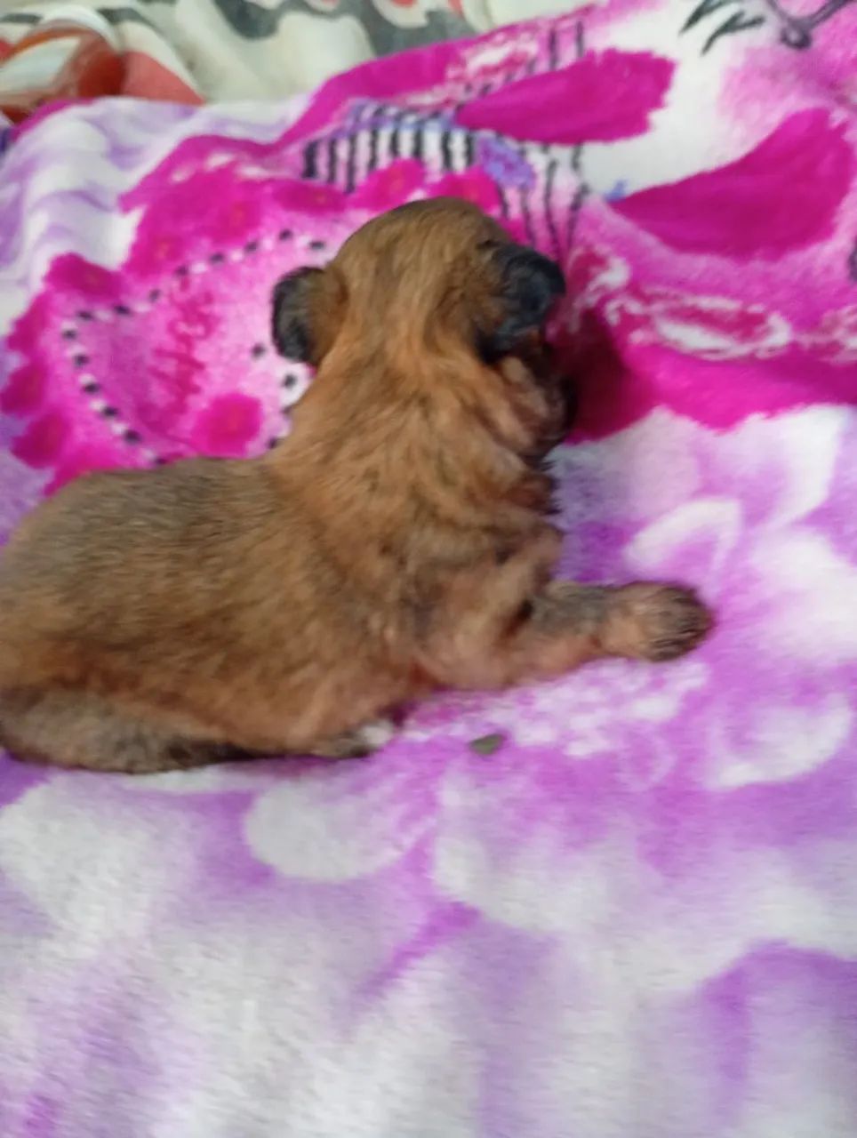 Cachorro misturado Shitzu com pinscher  - Foto 3