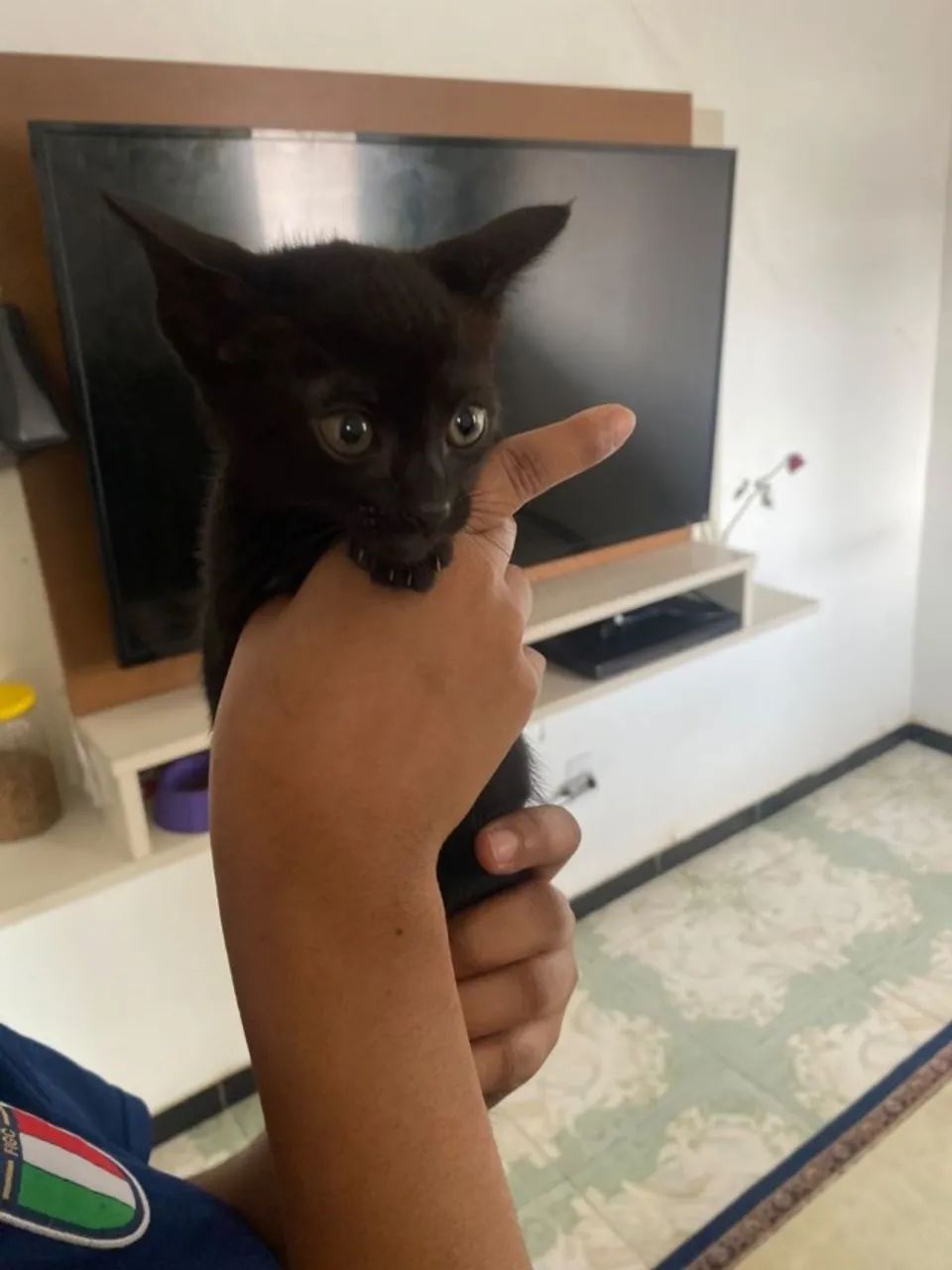 gato - Foto 3
