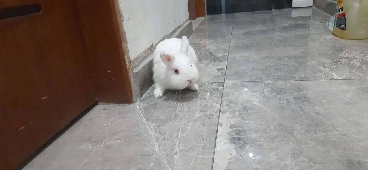 Coelho anão Netherlands Dwaf legítimos.