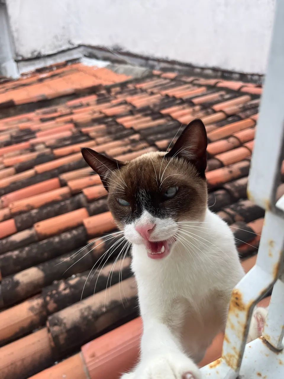 Gatinho muito carinhoso para adoção responsável  - Foto 5