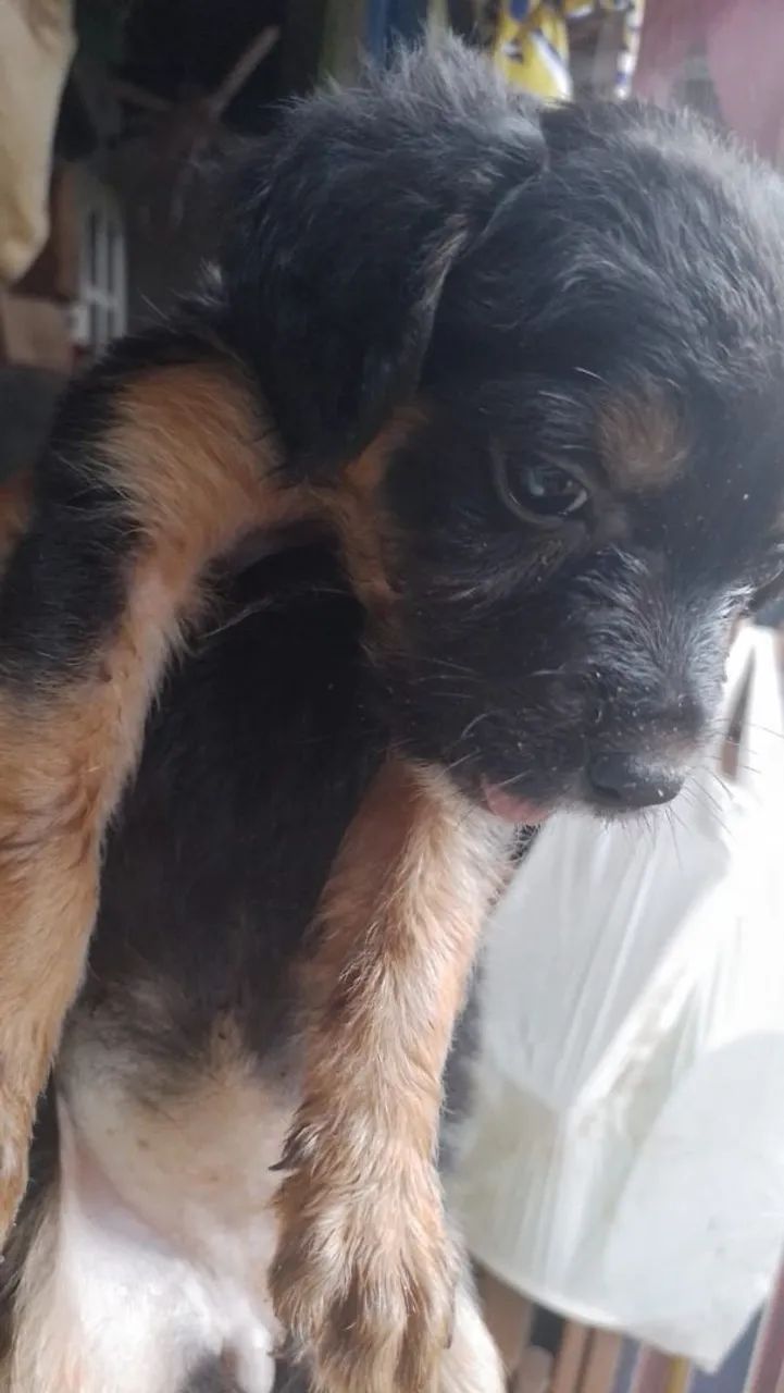 Doação porte pequeno  - Foto 3